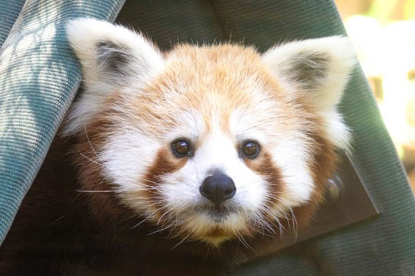 Red panda Cora portrait