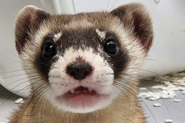 Black-footed ferret portrait