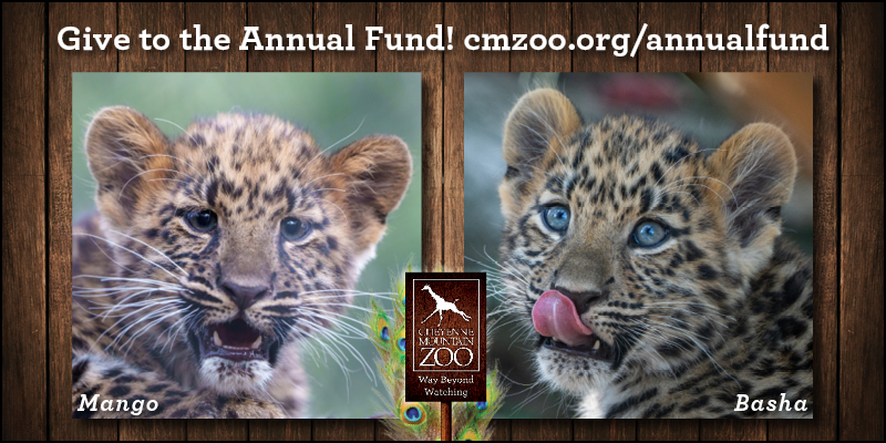 Giraffe Cams CMZoo   2023 Annual Fund 800x400 Cam 