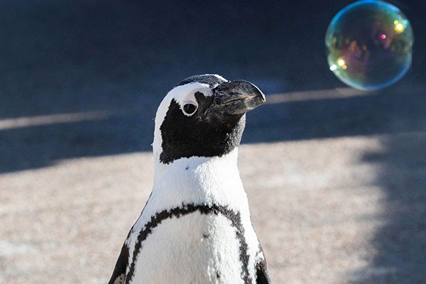 African penguin looking at a bubble