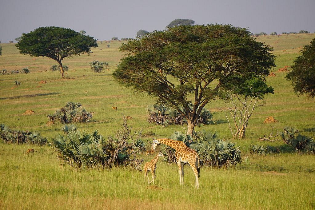 Giraffe Conservation - CMZoo