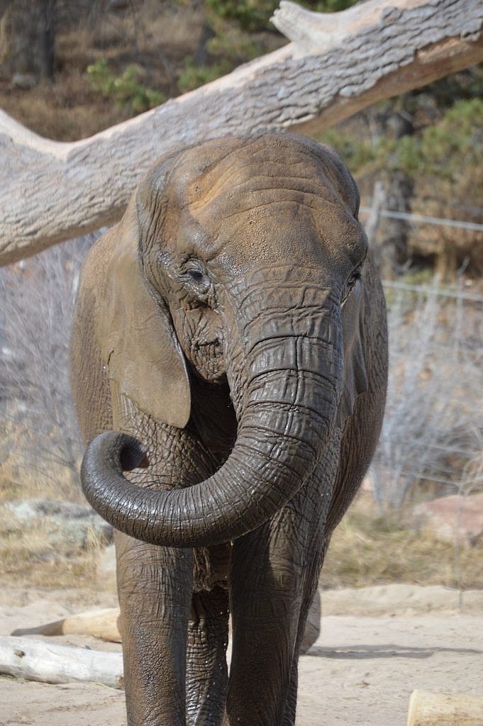 Cheyenne Mountain Zoo African Elephant, Missy, Turns 50 - CMZoo