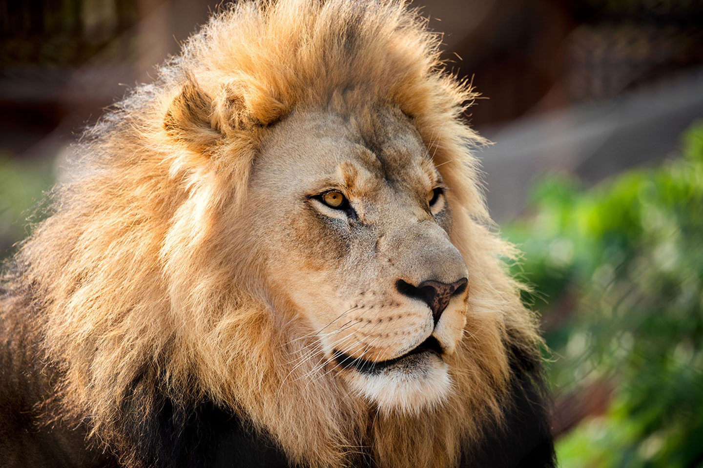 African Lions Take Steps Towards New Social Groups - CMZoo