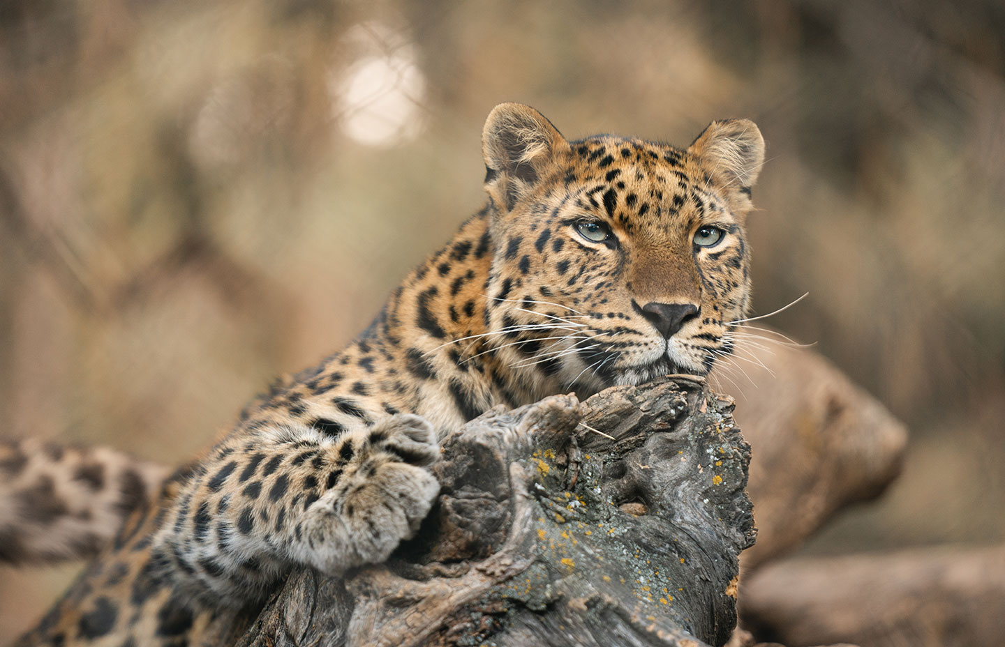 Amur leopard Anya portrait