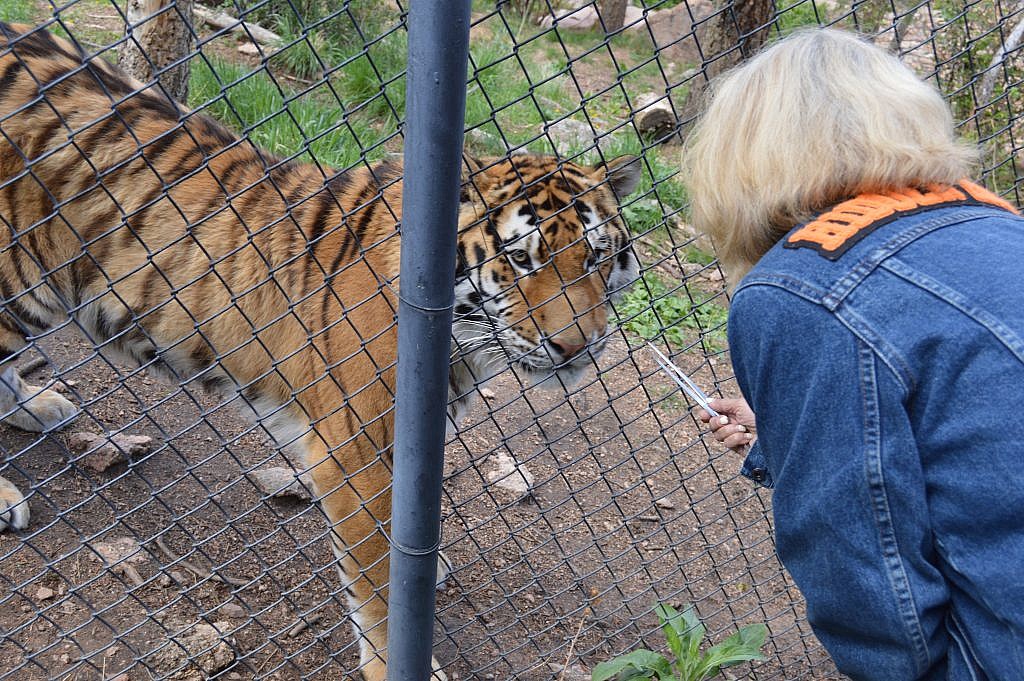 Amur Tiger Encounter - CMZoo