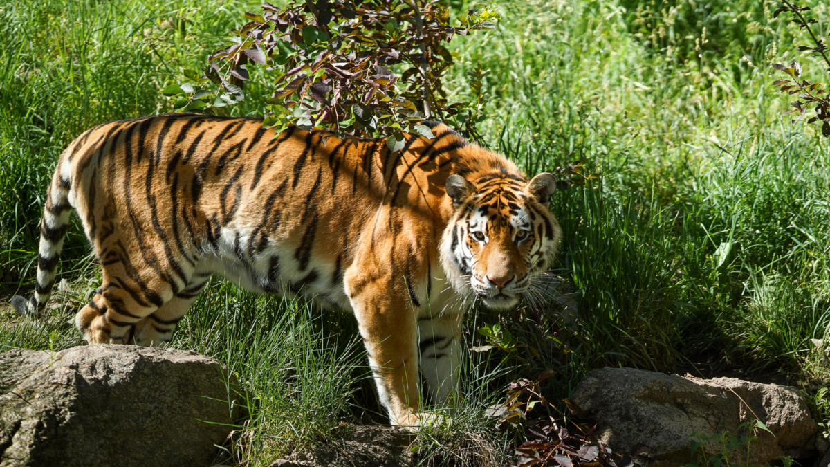 Hands-On Homeschool - Wildlife in Color: The Unseen World - CMZoo