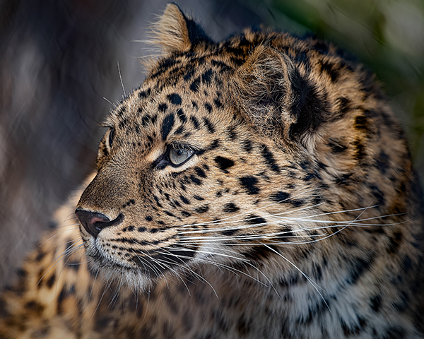 Amur leopard portrait