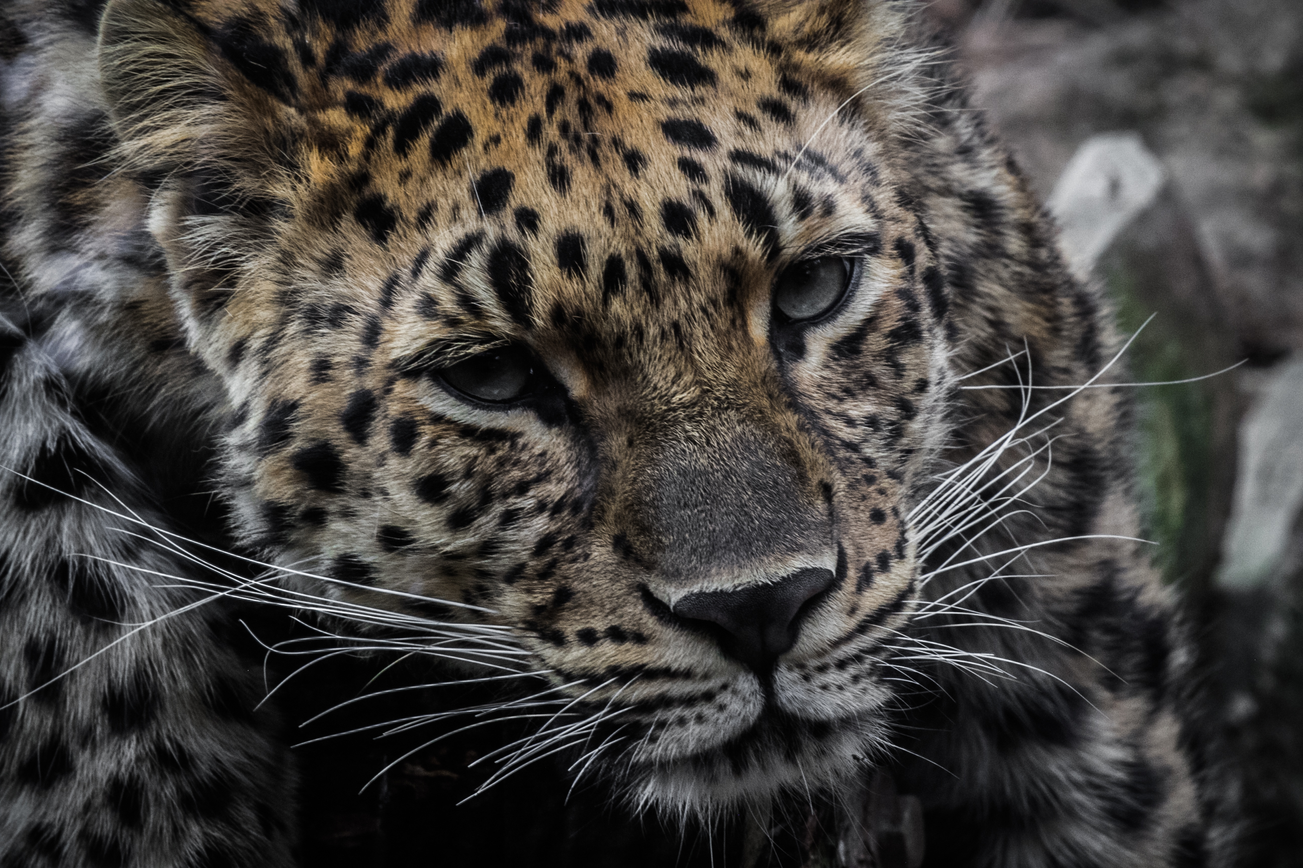 CMZoo Pallas' Cats Soon Entering Breeding Season - CMZoo