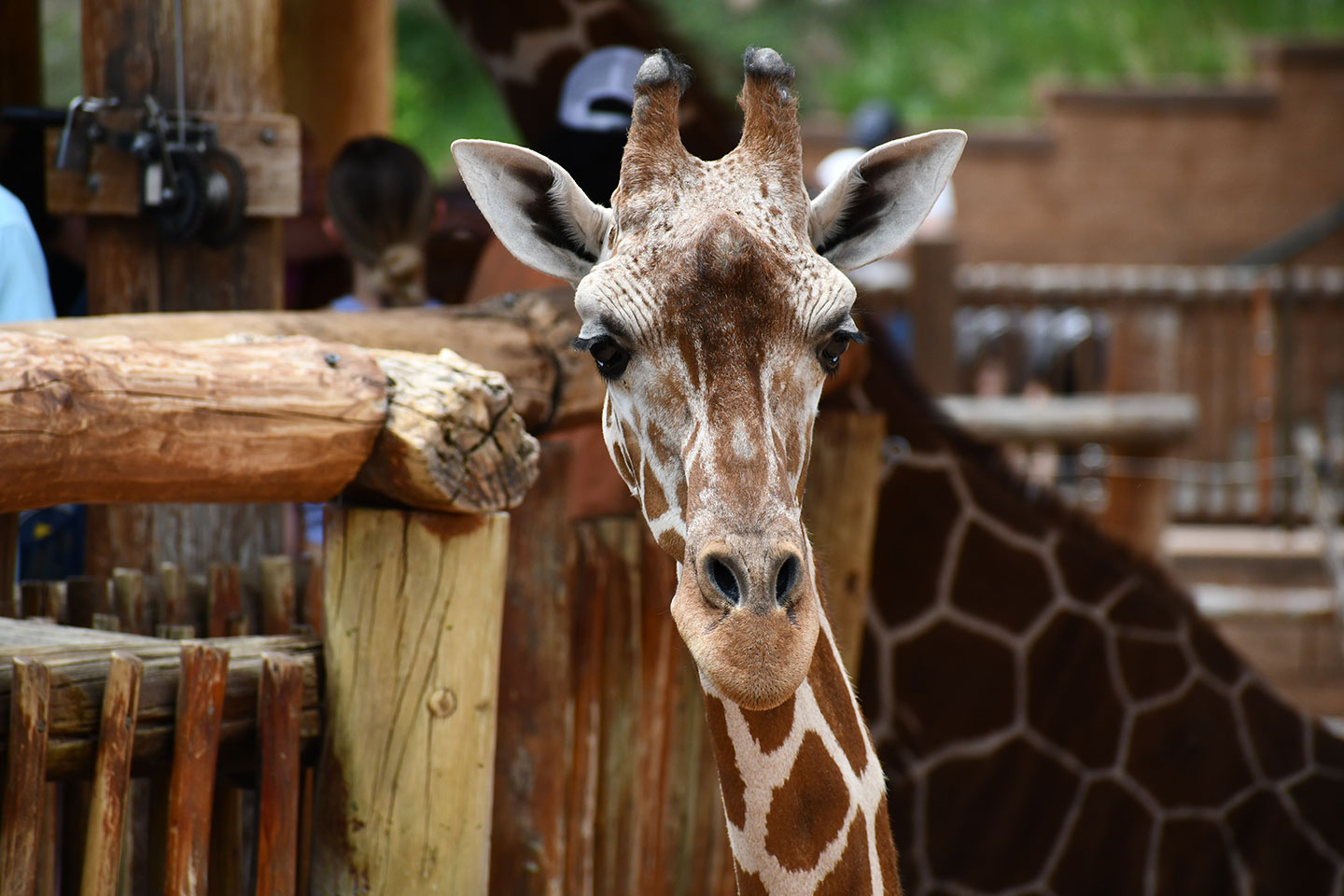 What Does A Giraffe Mean In Turkish Coffee Reading