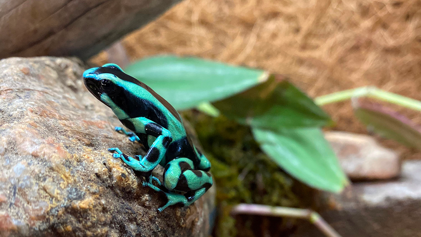 Featured Animals - Green & Black Poison Dart Frog - CMZoo