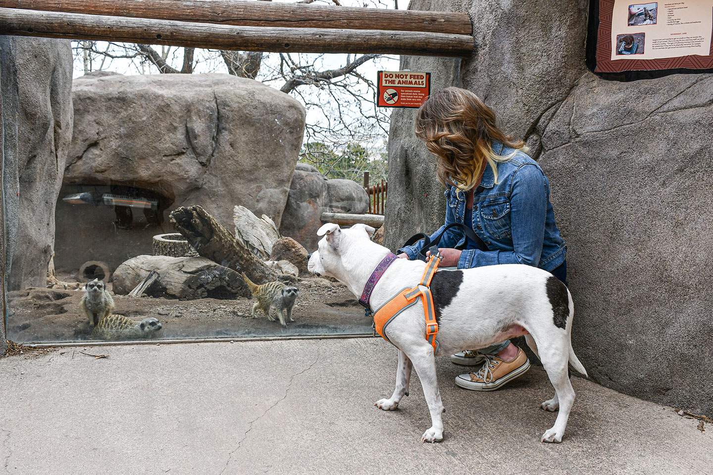 Dog Days at the Zoo - CMZoo