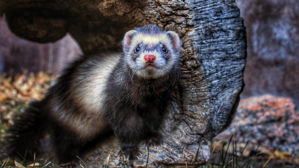 Ferret stroller sale