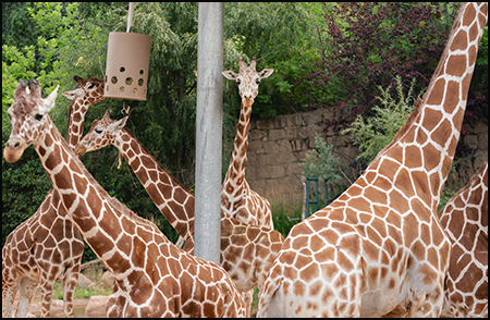 Mahali, male reticulated giraffe looking at the camera