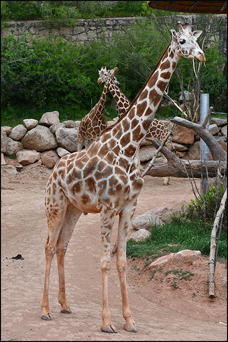 Mahali, male reticulated giraffe outside