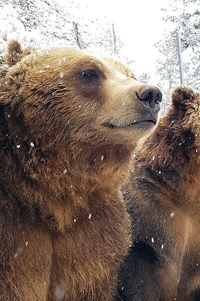https://www.cmzoo.org/wp-content/uploads/Grizzly-Bears-in-snow-RMW-400x600.jpg