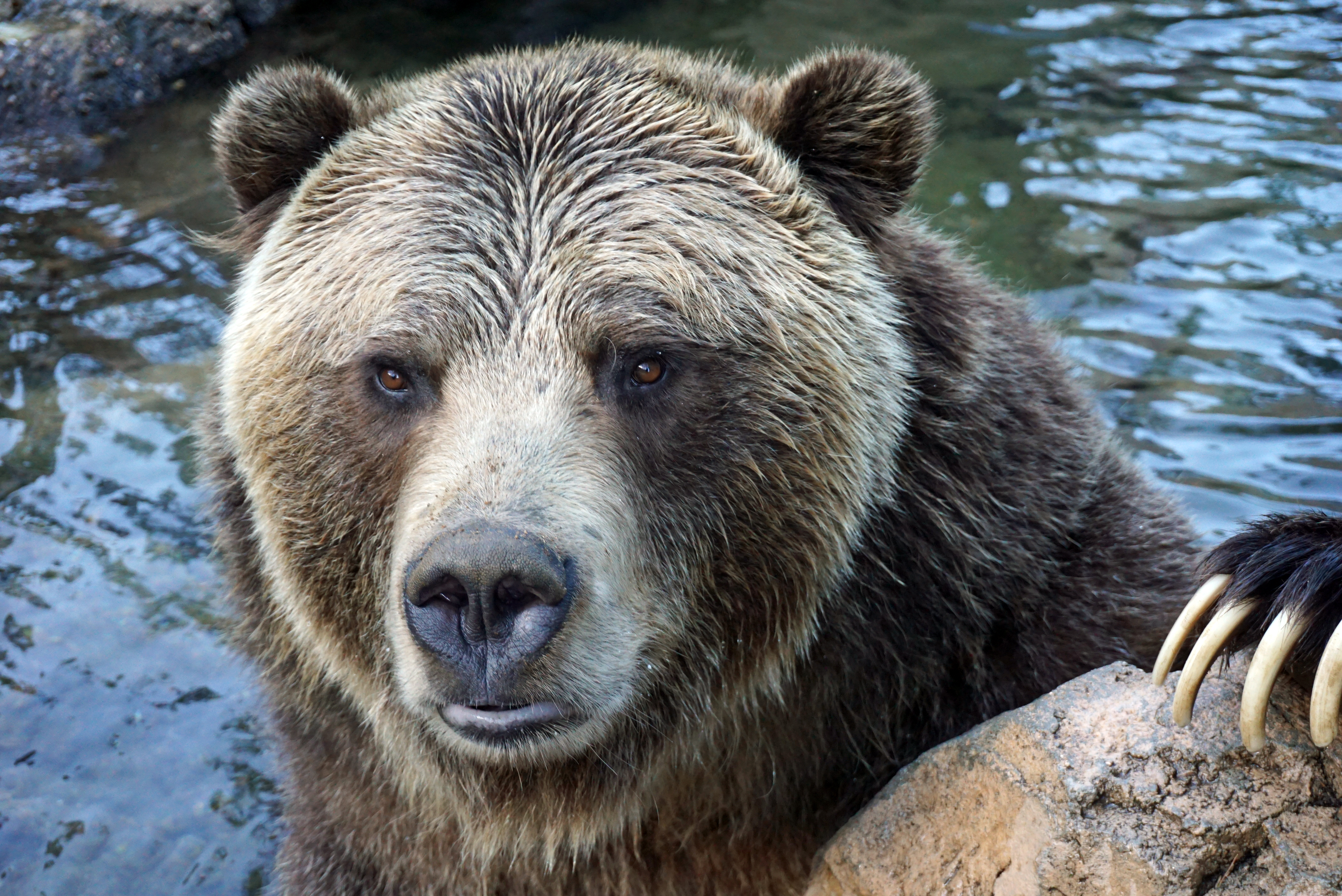 Male grizzly bear in the water, with paw on a rock portrait