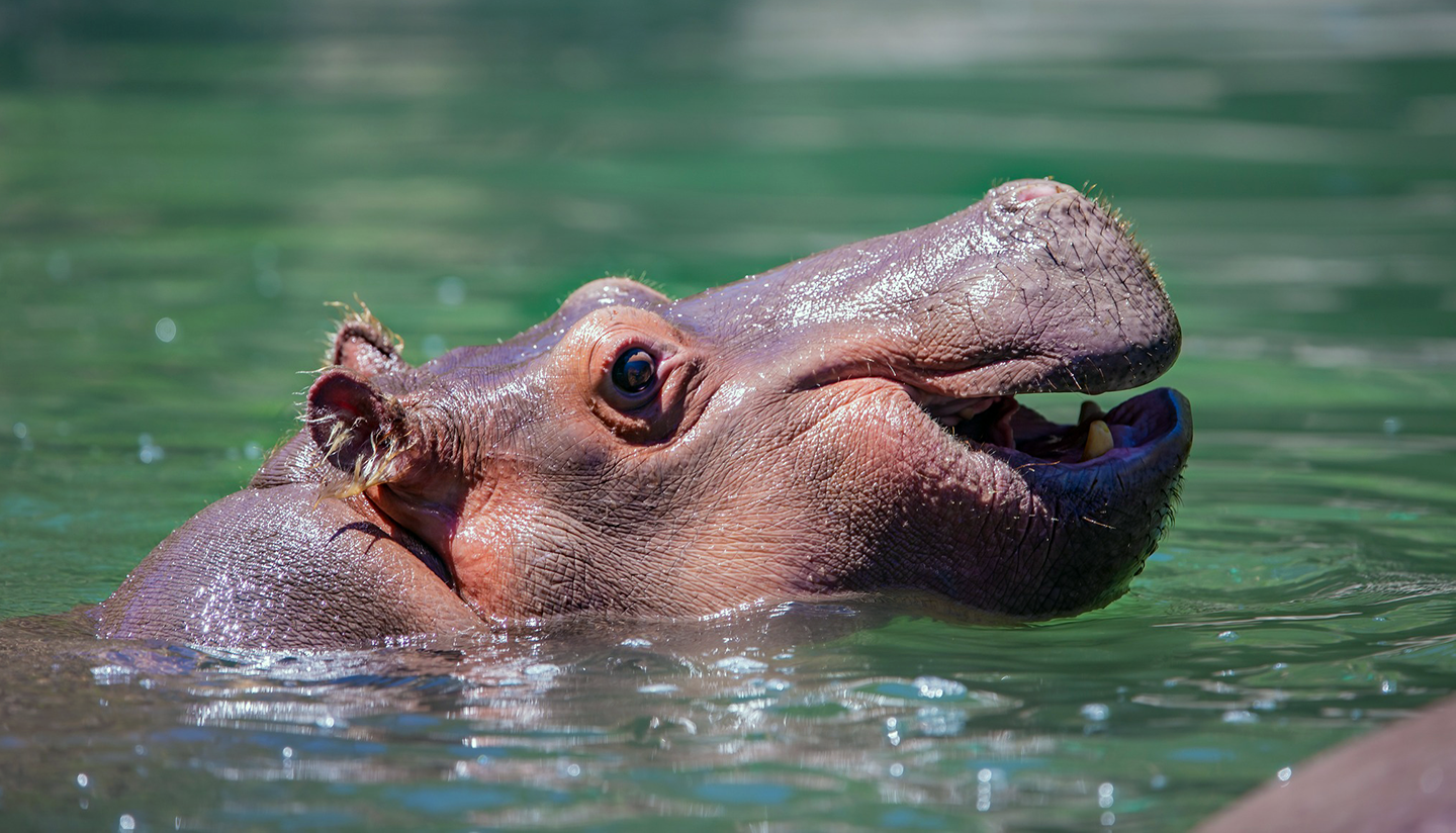 Featured Animals - Nile Hippopotamus - CMZoo