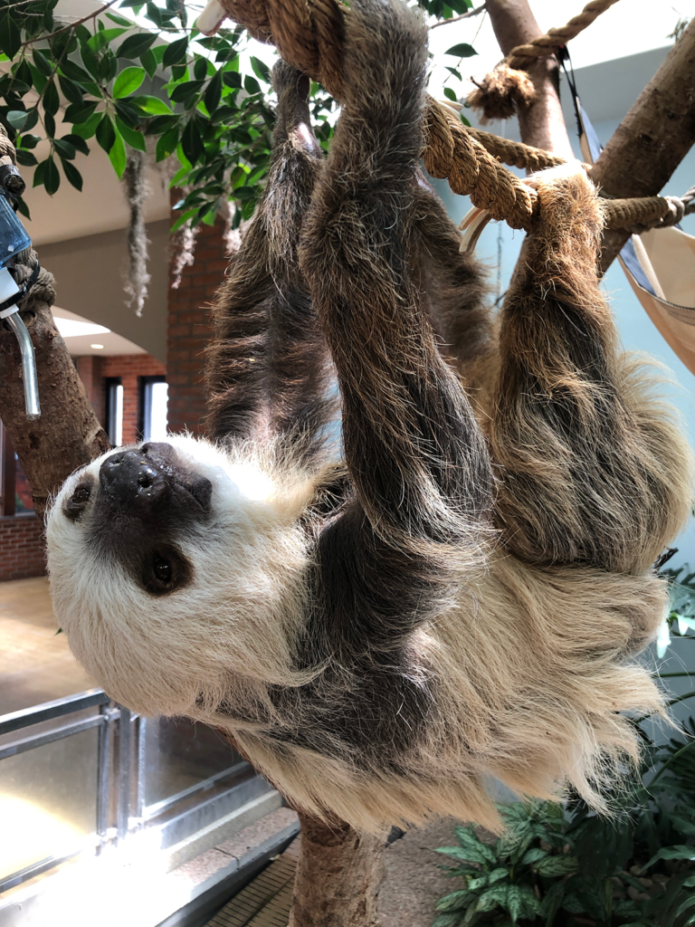 Featured Animals - Hoffmann's Two-toed Sloth - CMZoo