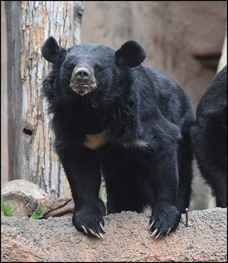 Black Bear Plush - Rocky Mountain Conservancy