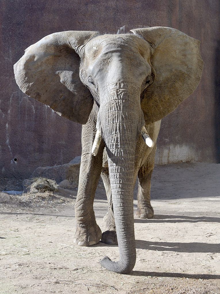 African Elephant, Malaika, Receives Emergency Assistance - CMZoo