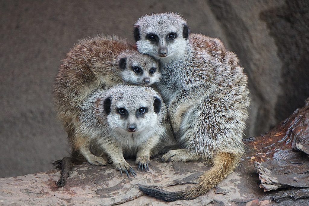 Featured Animals - Slender-tailed Meerkat - Cmzoo