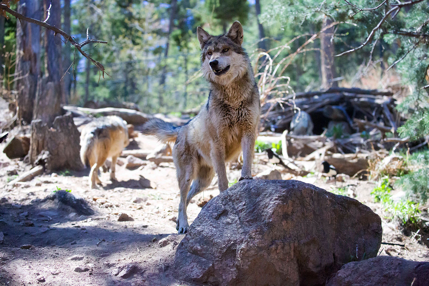 Mexican wolf standing on rock in Rocky Mountain Wild at Cheyenne Mountain Zoo