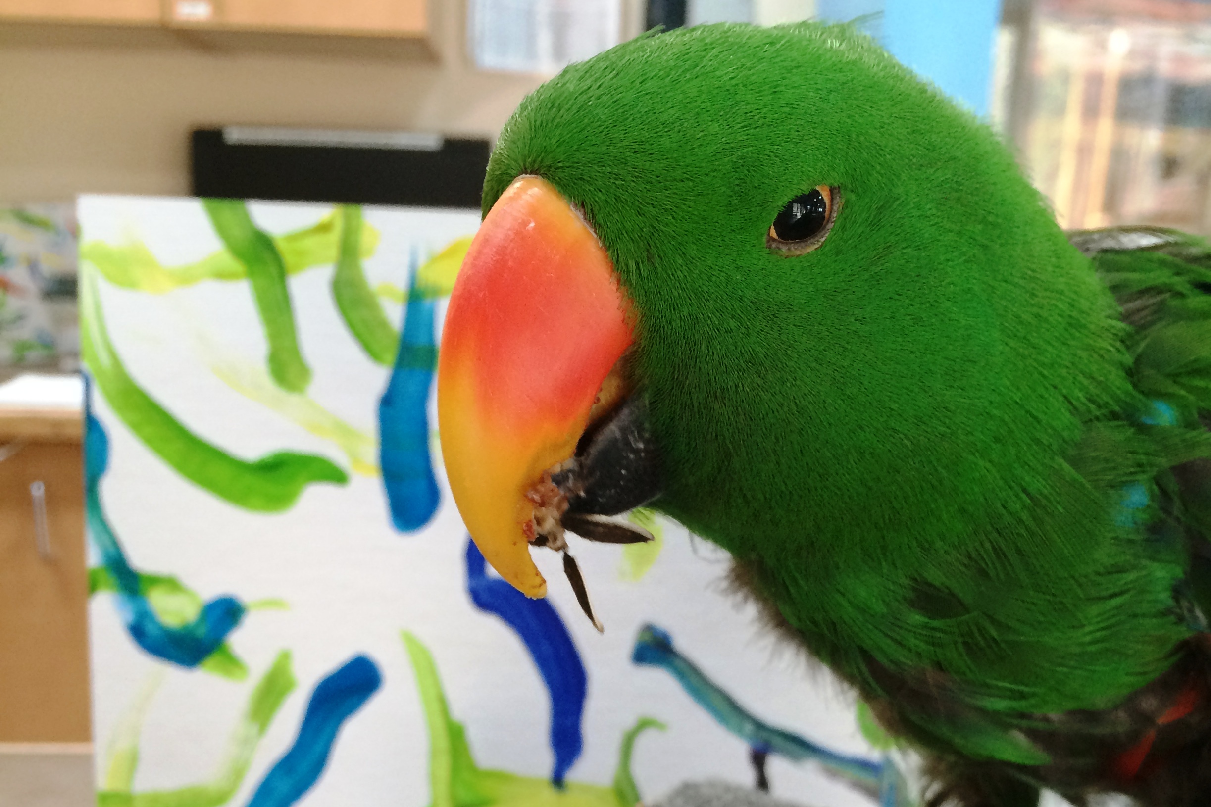 target parrot painting