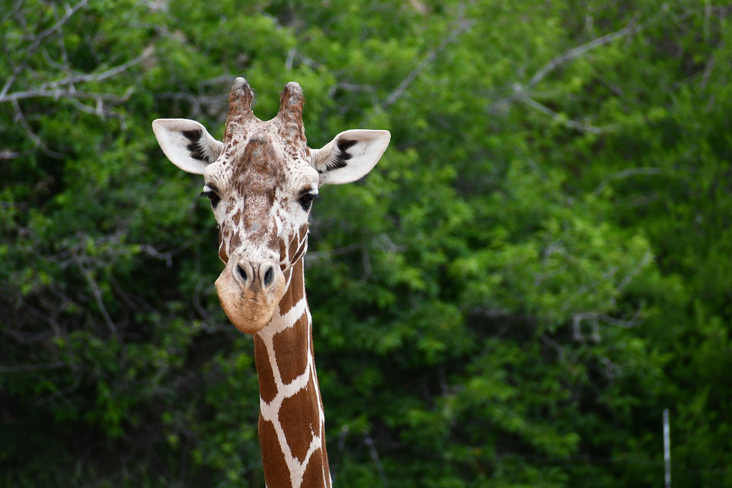 Cheyenne Mountain Zoo Celebrates the Long Life of a Long-Necked ‘Nanny