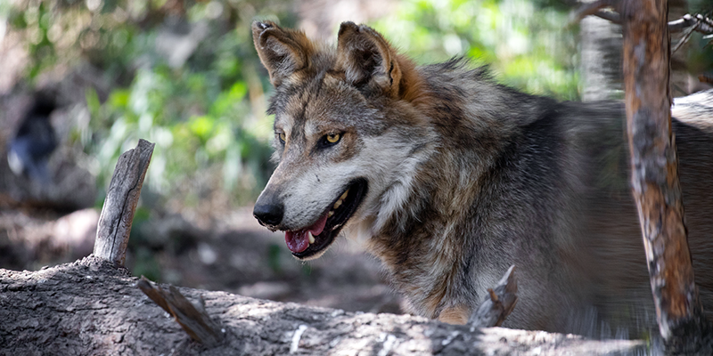 Navarro, Mexican gray wolf portrait