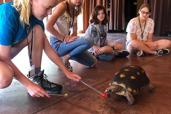 Outdoor School Animal Training