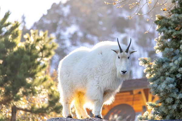 Rocky Mountain goat on high rock during an early snowy morning at Cheyenne Mountain Zoo