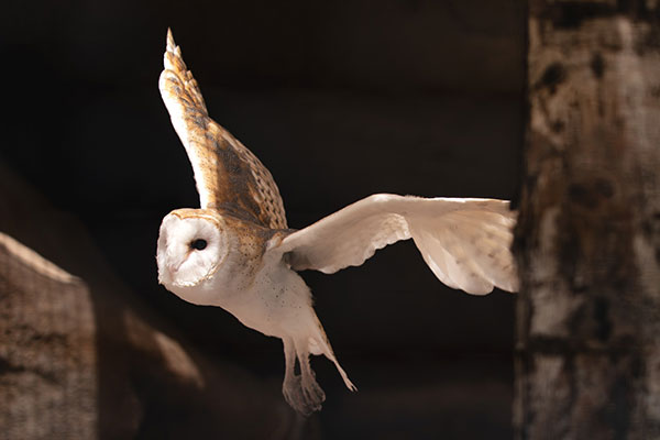 Outdoor School - Barn owl in flight Nocturnal Nature