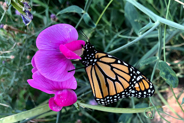 Monarch butterfly on sweet pea flower at Cheyenne Mountain Zoo