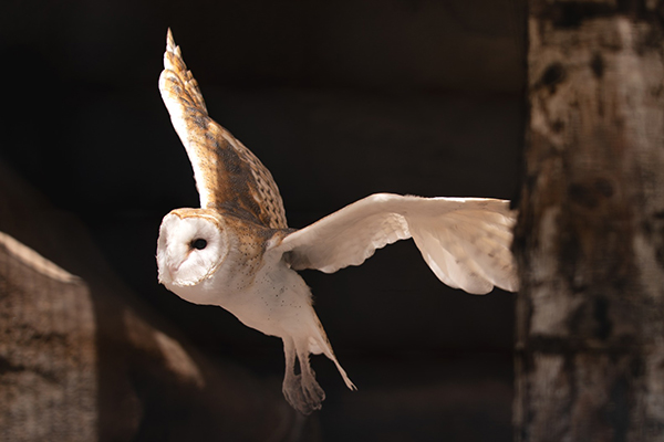 Barn owl in flight