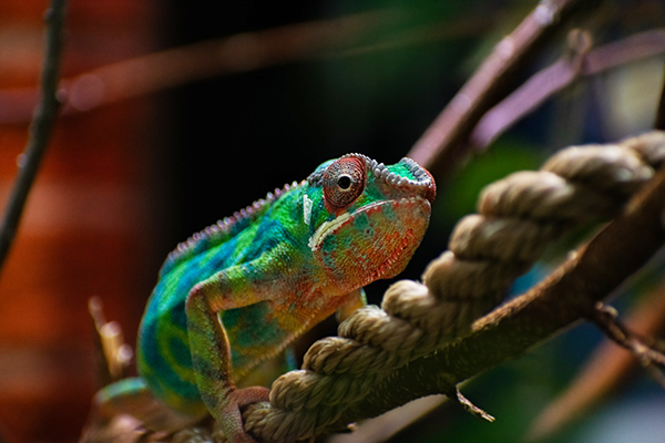 Outdoor School - chameleon portrait