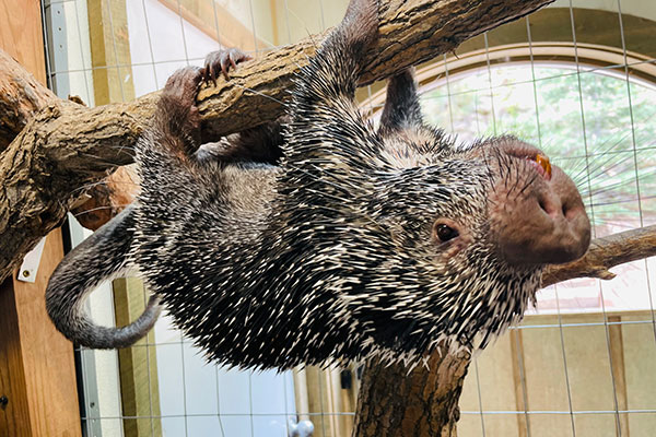 Prehensile-tailed porcupine Mocha, hanging upside-down