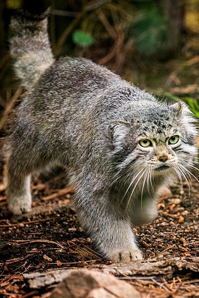 Manul cat