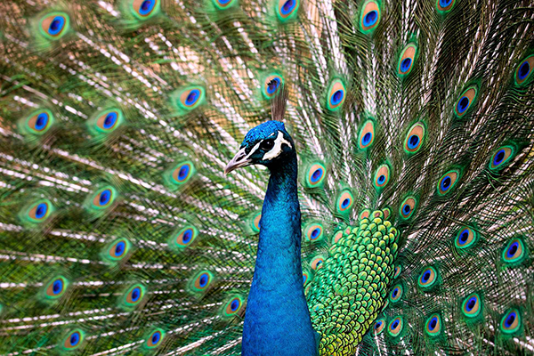 Male peacock with feathers splayed