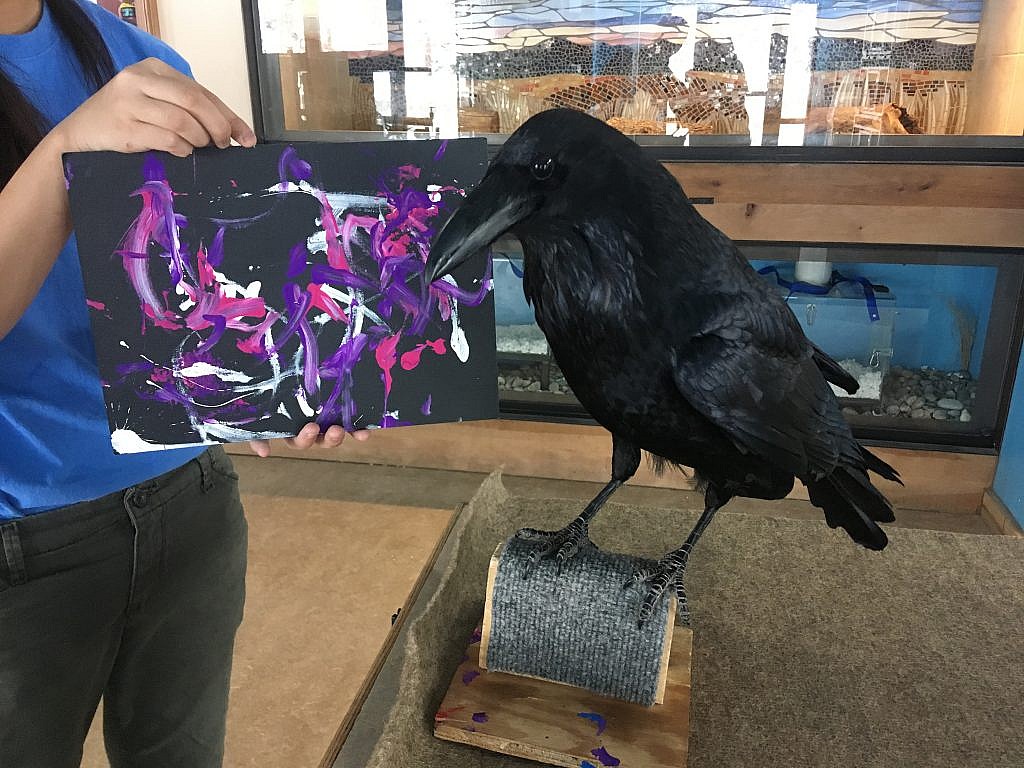 Featured Animals - Raven - CMZoo