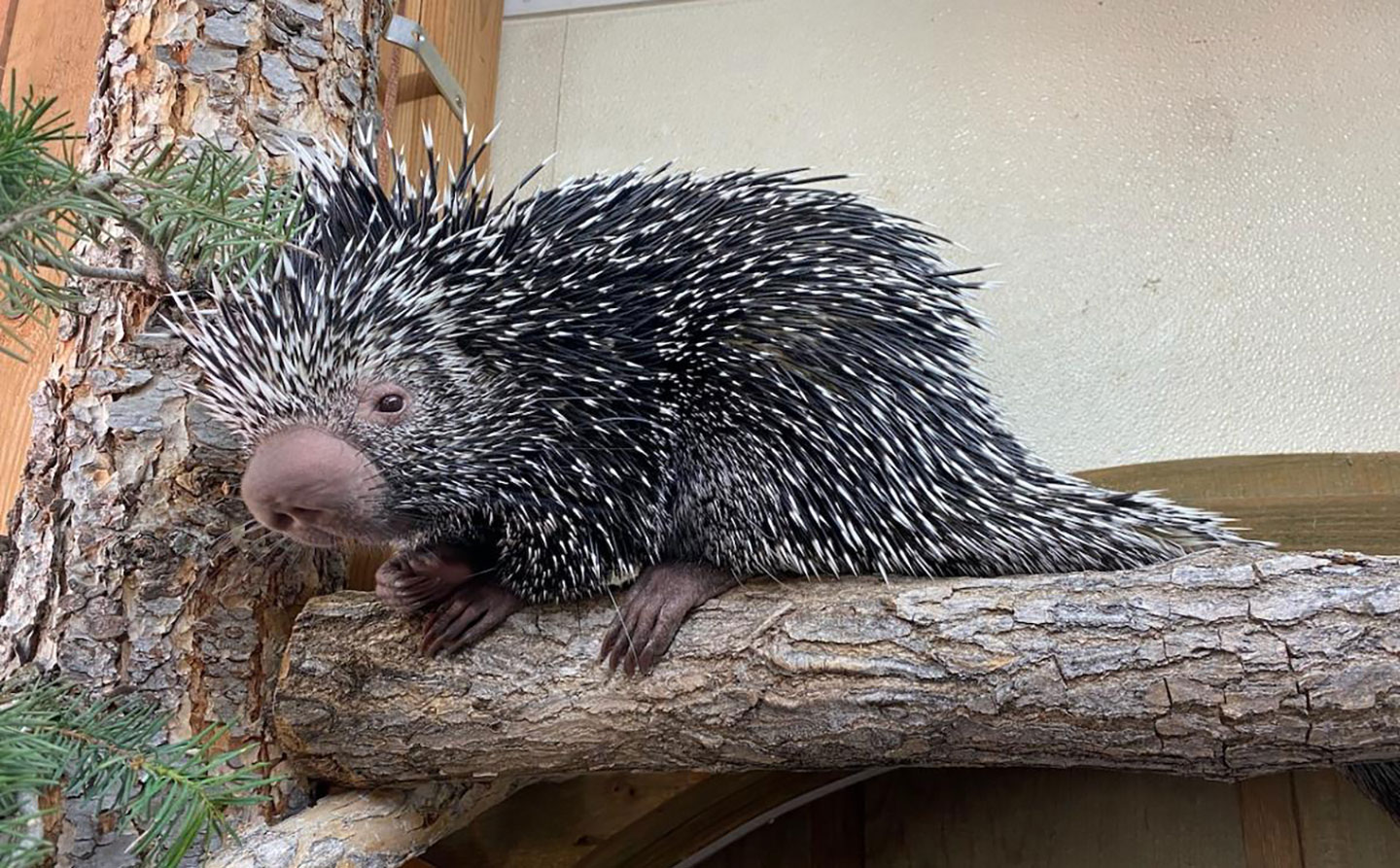 Featured Animals - Prehensile-Tailed Porcupine - CMZoo