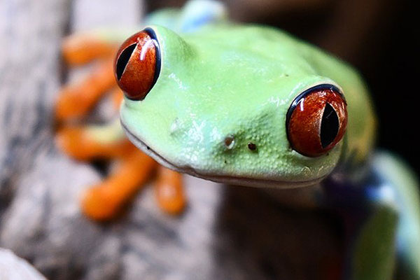 Red-eyed tree frog upclose portrait