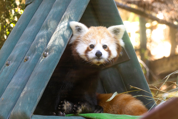 Red panda Cora, sitting in her basket