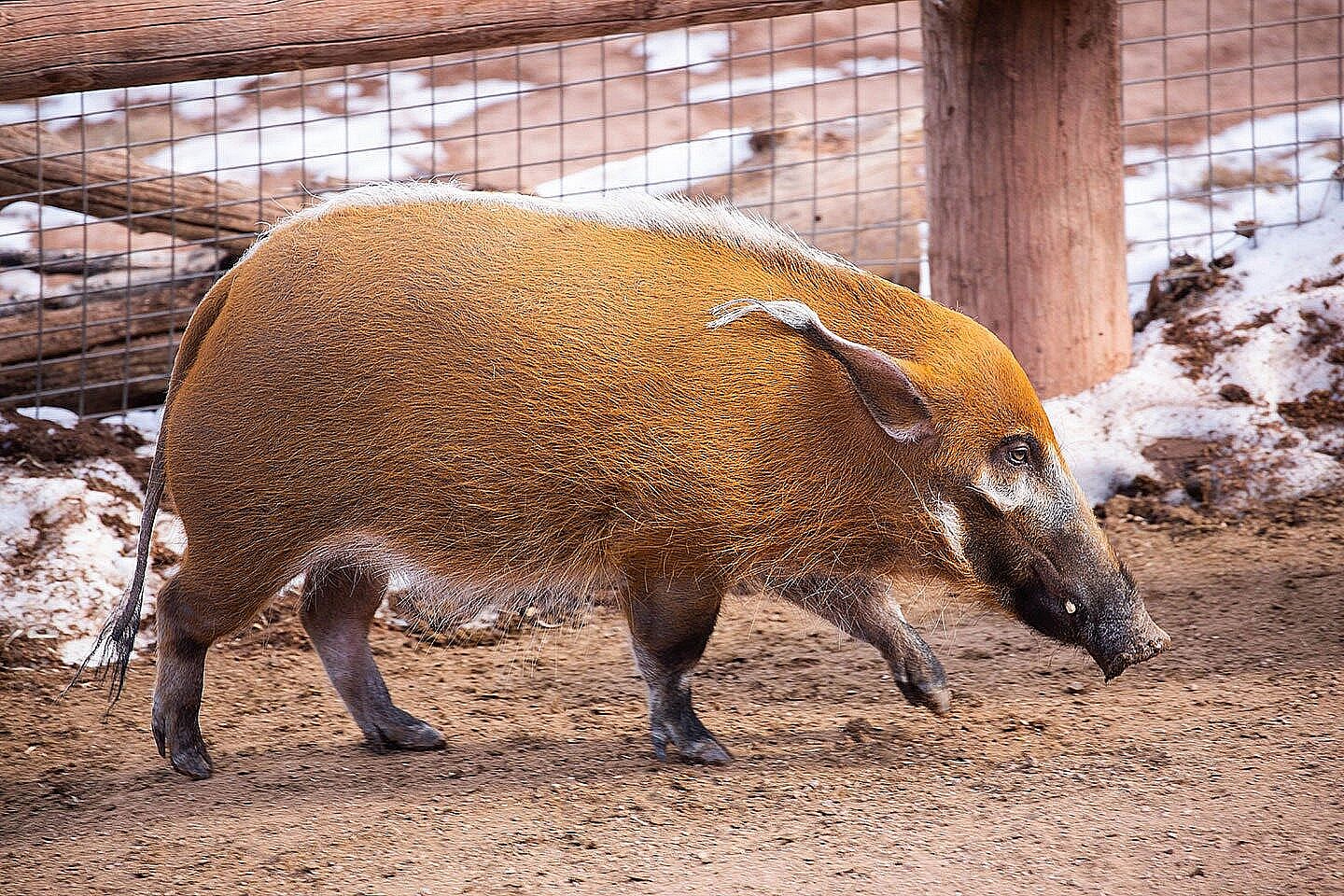 Featured Animals - Red River Hogs - CMZoo