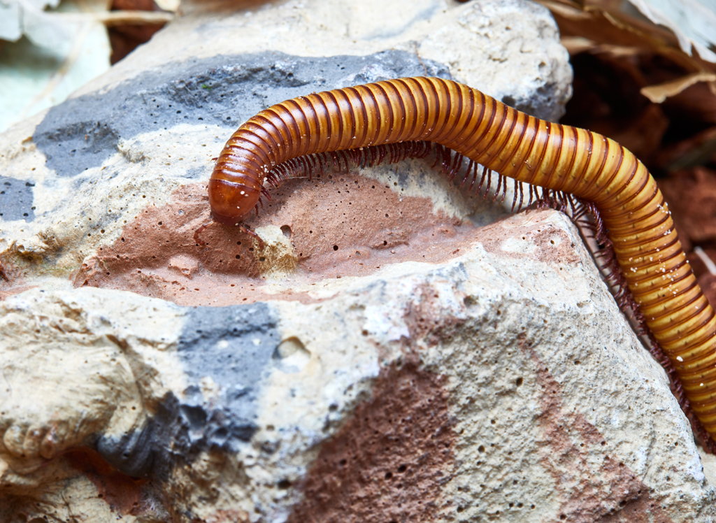 Featured Animals - Sonoran Desert Millipede - Cmzoo