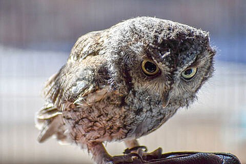 Featured Animals - Western Screech Owl - CMZoo