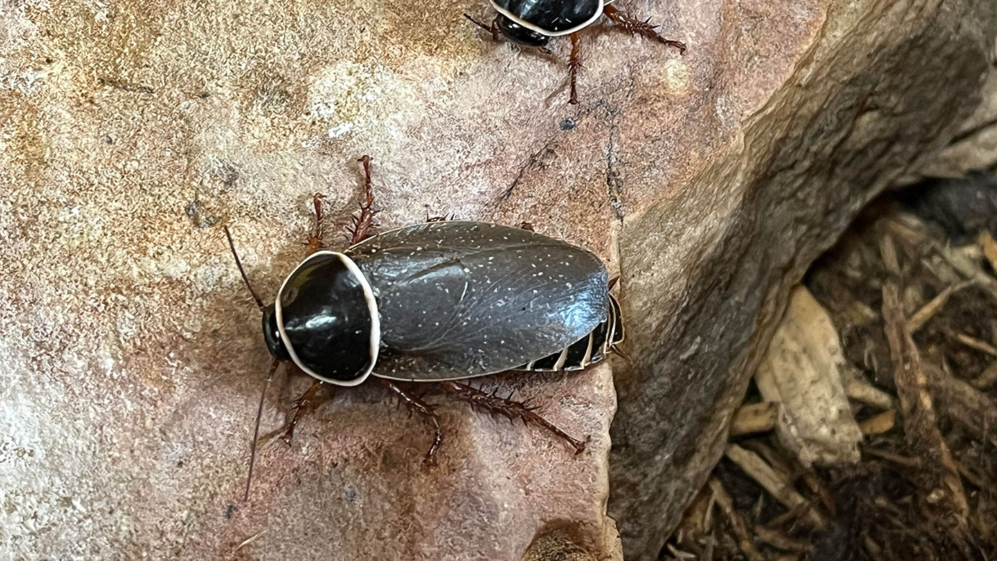 Featured Animals - Simandoa Cave Roach - CMZoo