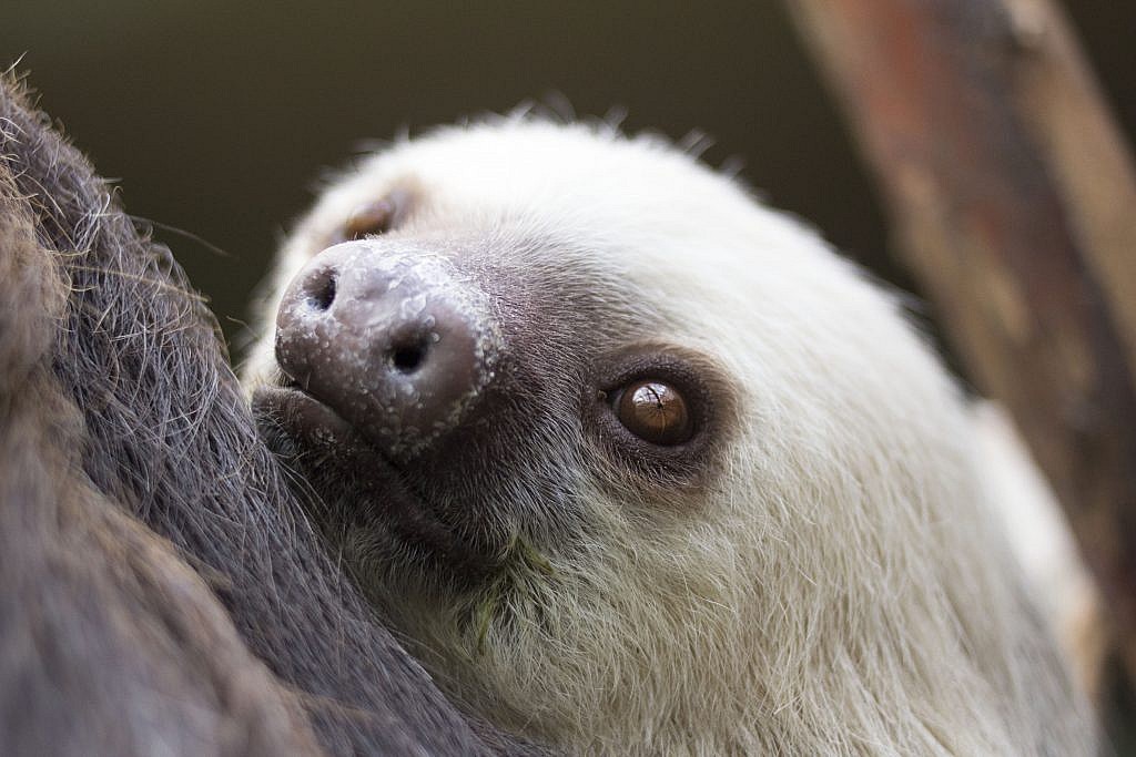 Sloth Experiences - CMZoo