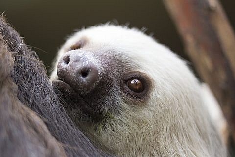 Featured Animals - Hoffmann's Two-toed Sloth - CMZoo