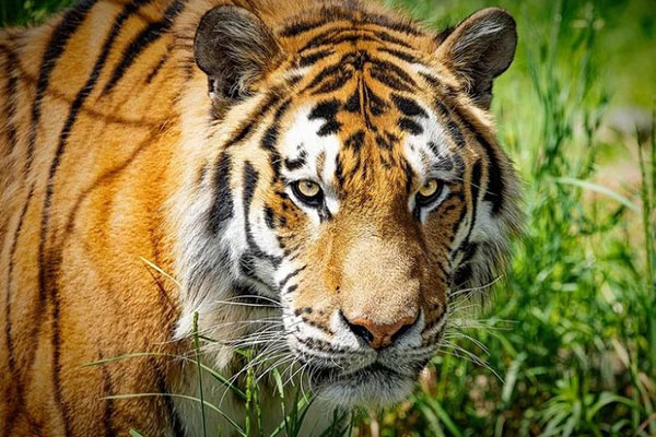 Amur tiger Chewy, up close in the grass