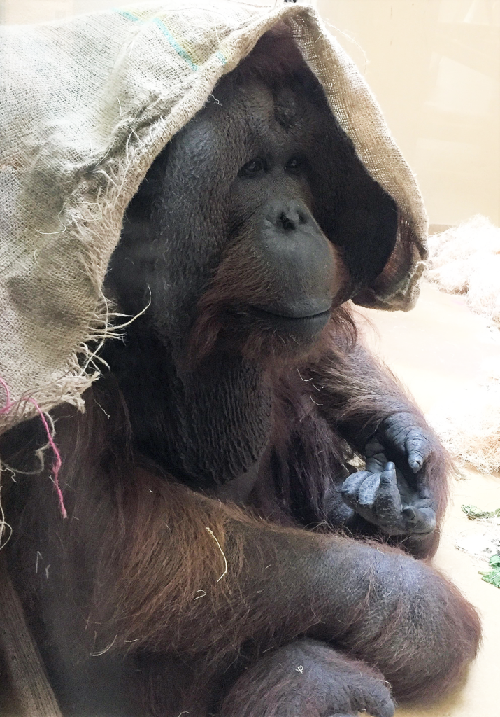 Tujoh, Bornean Orangutan, Makes CMZoo Training History with Voluntary ...